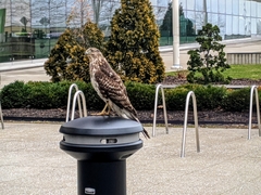 Accipiter cooperii