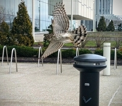 Accipiter cooperii