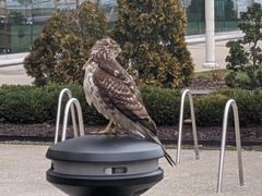 Accipiter cooperii