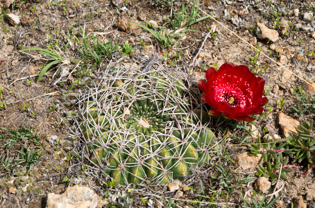 Lobivia cinnabarina