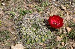 Lobivia cinnabarina