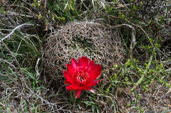 Lobivia cinnabarina