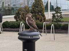 Accipiter cooperii