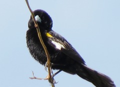 Euplectes albonotatus