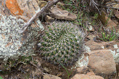 Lobivia cinnabarina