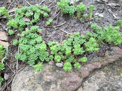 Sedum glaucophyllum