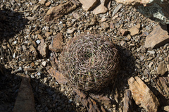 Lobivia cinnabarina