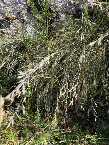 Banks Peninsula blue tussock (Festuca actae)