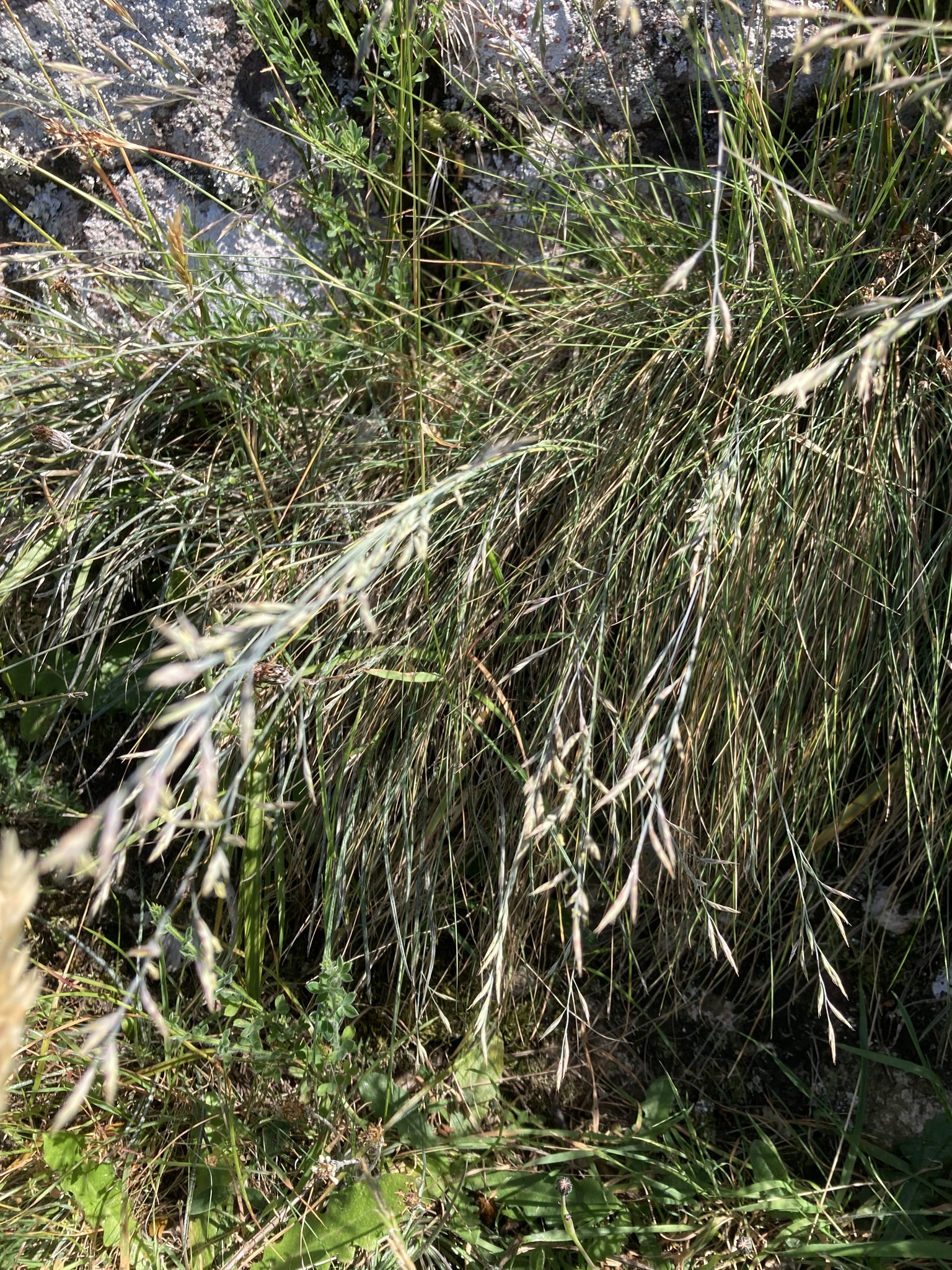 Banks Peninsula Blue Tussock (Festuca actae)