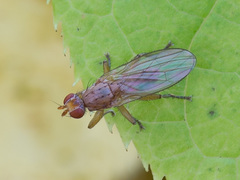 Morpholeria ruficornis