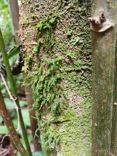 Neckeropsis disticha observed 2025-11-28