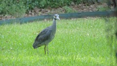 Nyctanassa violacea