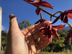 Mormodes