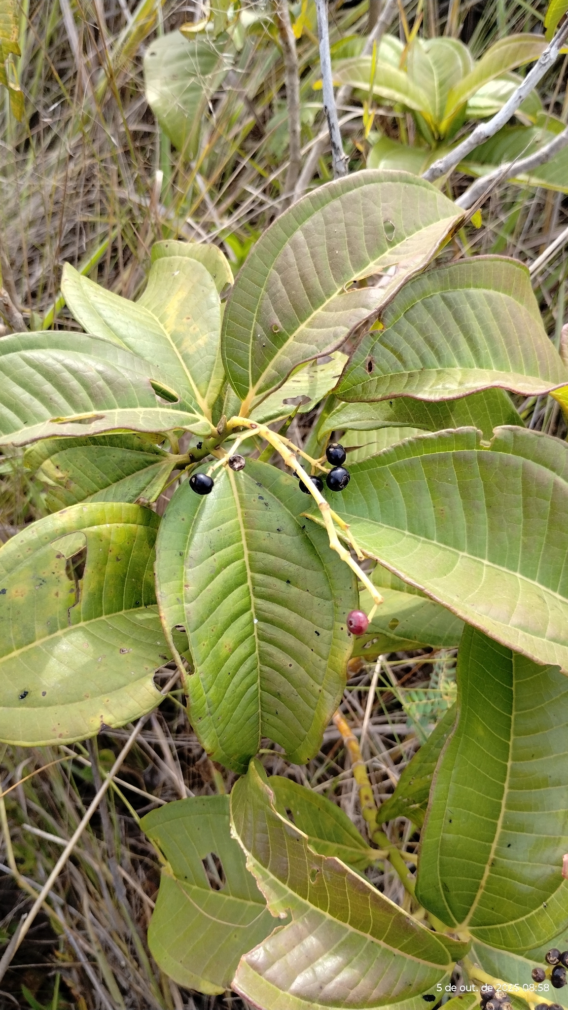 Miconia chamissois