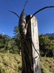 Mormodes