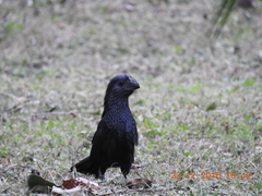 Crotophaga sulcirostris