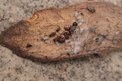 Sciocoris sideritidis