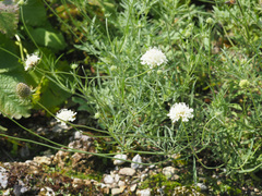 Scabiosa georgica