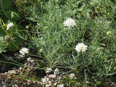 Scabiosa georgica