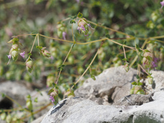 Origanum hypericifolium