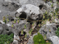 Origanum hypericifolium