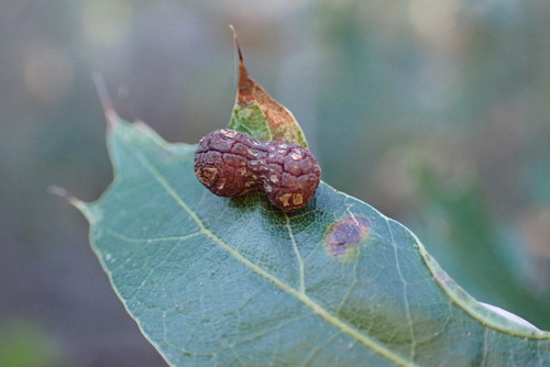 Unknown species found near Austin Hills, Austin, TX 78759, USA