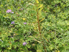 Scabiosa owerinii