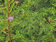 Scabiosa owerinii