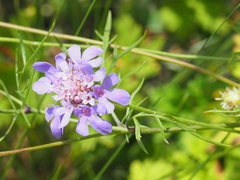 Scabiosa owerinii