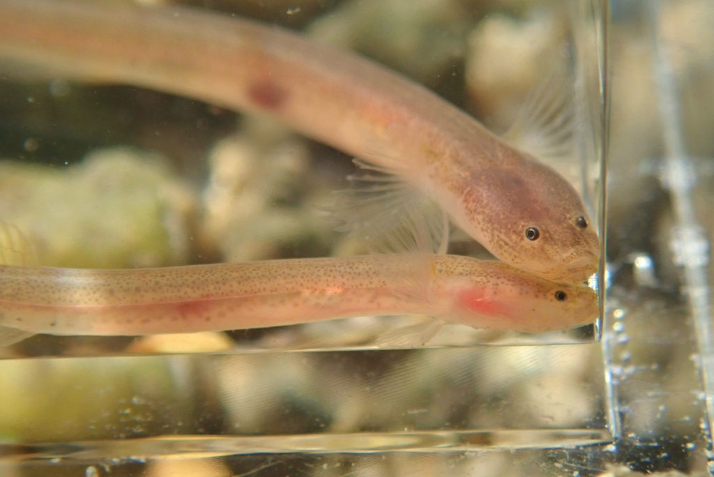 Well Earthworm Goby