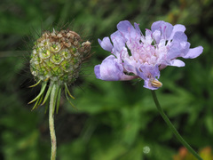 Scabiosa owerinii