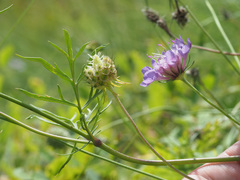 Scabiosa owerinii