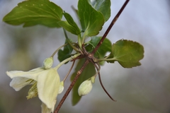 Clematis cirrhosa