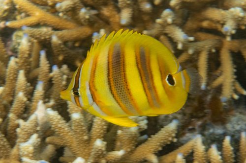 Rainford's butterflyfish (Chaetodon rainfordi) — Chaetodontidae — 3