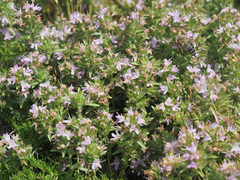 Thymus daghestanicus