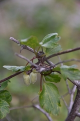 Clematis cirrhosa