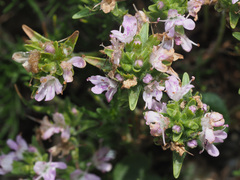 Thymus daghestanicus