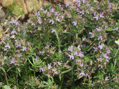 Thymus daghestanicus