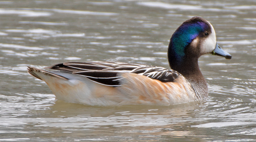 Canard de Chiloé