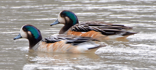 Canard de Chiloé