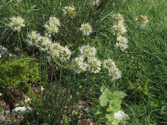 Allium saxatile