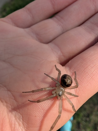 Noble false widow