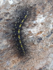 Setina aurita