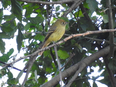 Empidonax difficilis