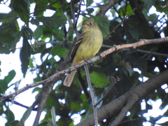 Empidonax difficilis