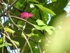 Ipomoea dumosa