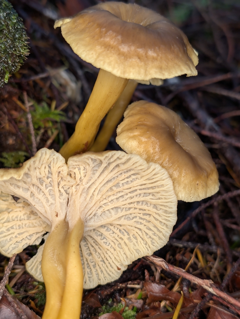 Craterellus tubaeformis · November 2025 · photo: © moemeikle (iNaturalist, cc-by)