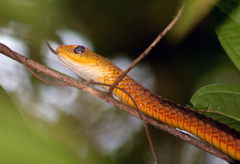 Chironius spixii