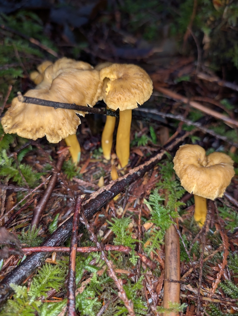 Craterellus tubaeformis · November 2025 · photo: © moemeikle (iNaturalist, cc-by)
