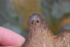 Rhacochelifer maculatus